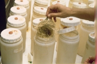 Roots are placed in a gas tight vessel with a rubber septum.