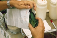 Plant shoots put into bags for drying