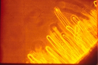 Root hairs of soybean