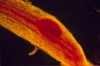 Soybean nodule primordia