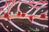 Early nodulation on soybean roots