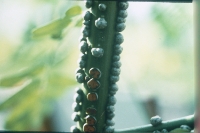 Stem nodules on Sesbania rostrata