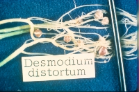 D. intortum