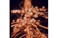 Well nodulated soybean root