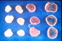 Cowpea nodules ranging from completely ineffective (left) to highly effective (right)