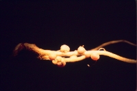 Root hypertrophy on L. leucocephala grown in growth pouches