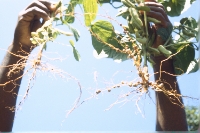 description
