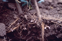 Nodulated root of Leucaena leucocephala in field soil