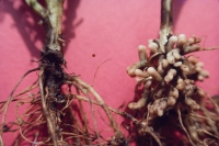 Uninoculated (l) and inoculated (rt) Cicer.