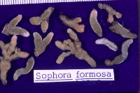 Sophora formosa