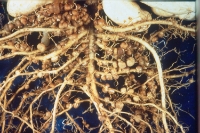 Arachis hypogea (groundnut/peanut)