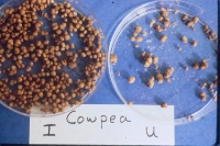 Arachis hypogea (groundnut/peanut)