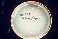 Selecting antibiotic resistant rhizobia