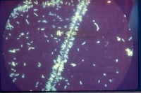 Rhizobia and bradyrhizobia in the free living state