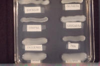 Various R. spp growing on YEM