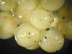 untreated eggs
