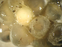 4 days after hot water  treatment