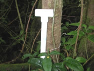PVC pipe in T-formation
