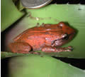 adult coqui frog