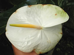Anthurium