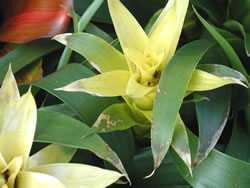 Bromeliad