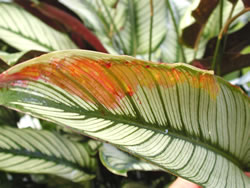 Calathea