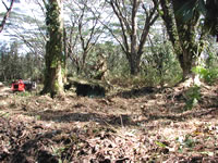 clearing of understory