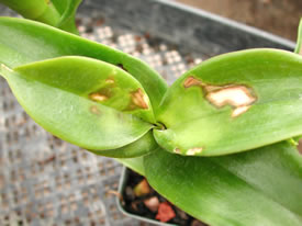 Dendrobium