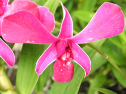 Dendrobium Orchid