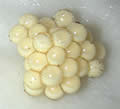 frog eggs 1 to 2 day old