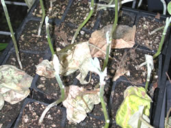 eggplant