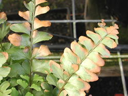 Leather leaf fern