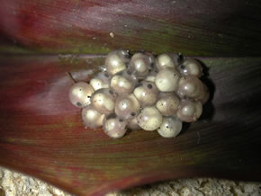 frog egg eye