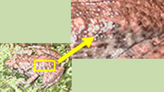 skin of Greenhouse frog