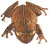 shape and size of Coqui frog
