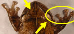 shape of Coqui frog's snout