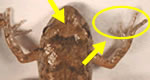 shape of Greenhouse frog's snout
