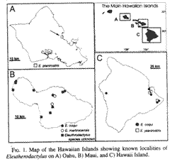 Eleutherodactylus species distribution in Hawai`i, 1999