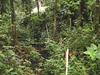 Typical Coqui frog habitat