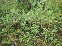 another typical Coqui frog habitat