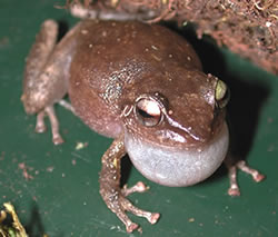 male Coqui Frog calling