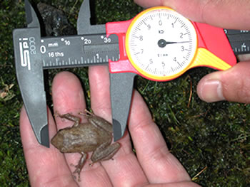 Coqui frog being measured