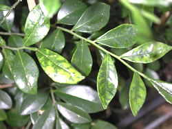 Mock Orange