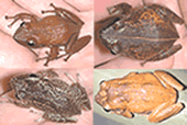 color of Coqui frog