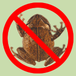 control of coqui frog