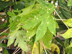 Papaya