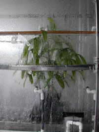 plant in hot water