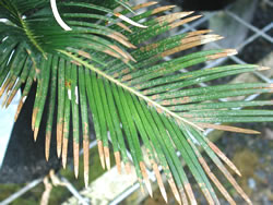 Sago Palm