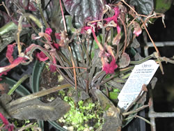 Streptocarpus