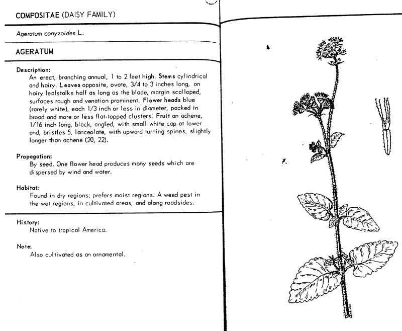 ageratum